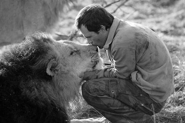lion giving human a kiss